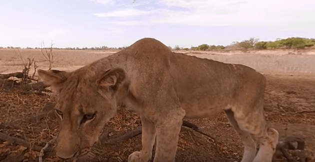 360 VR Aslan Belgeseli National Geographic